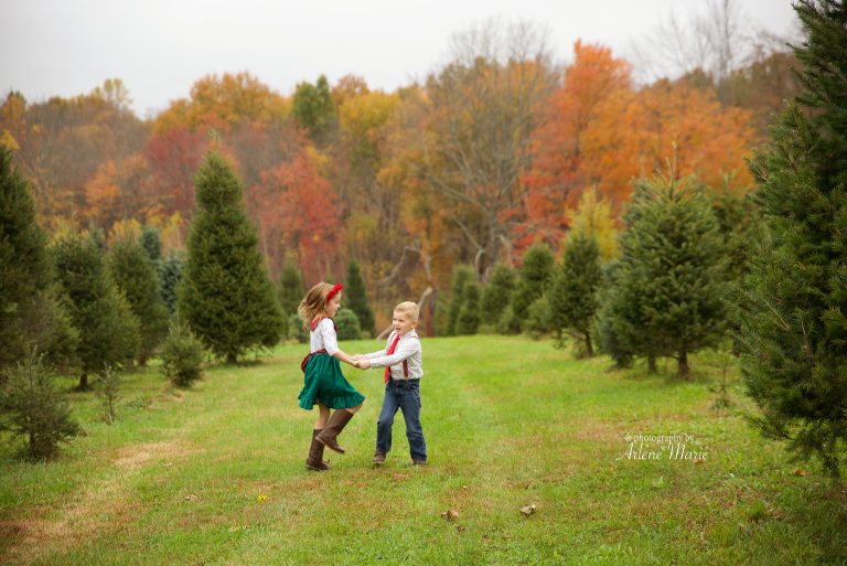Sunset Christmas Tree Farm Fresh Christmas Trees