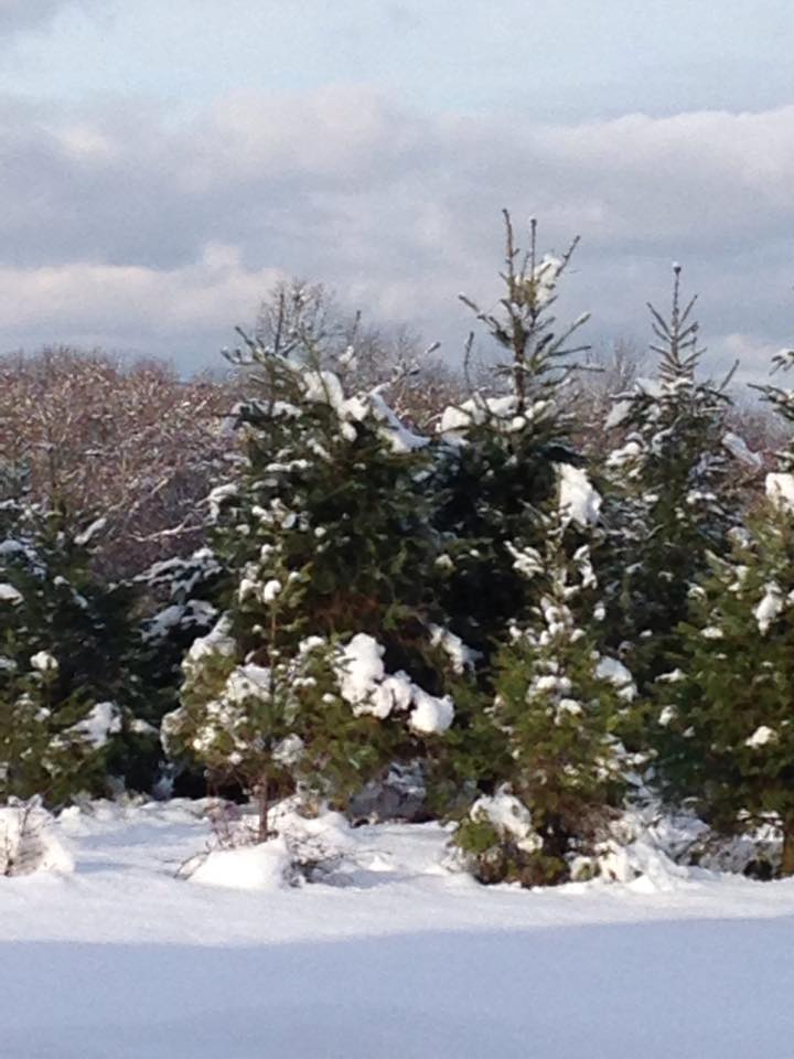 Sunset Christmas Tree Farm Fresh Christmas Trees