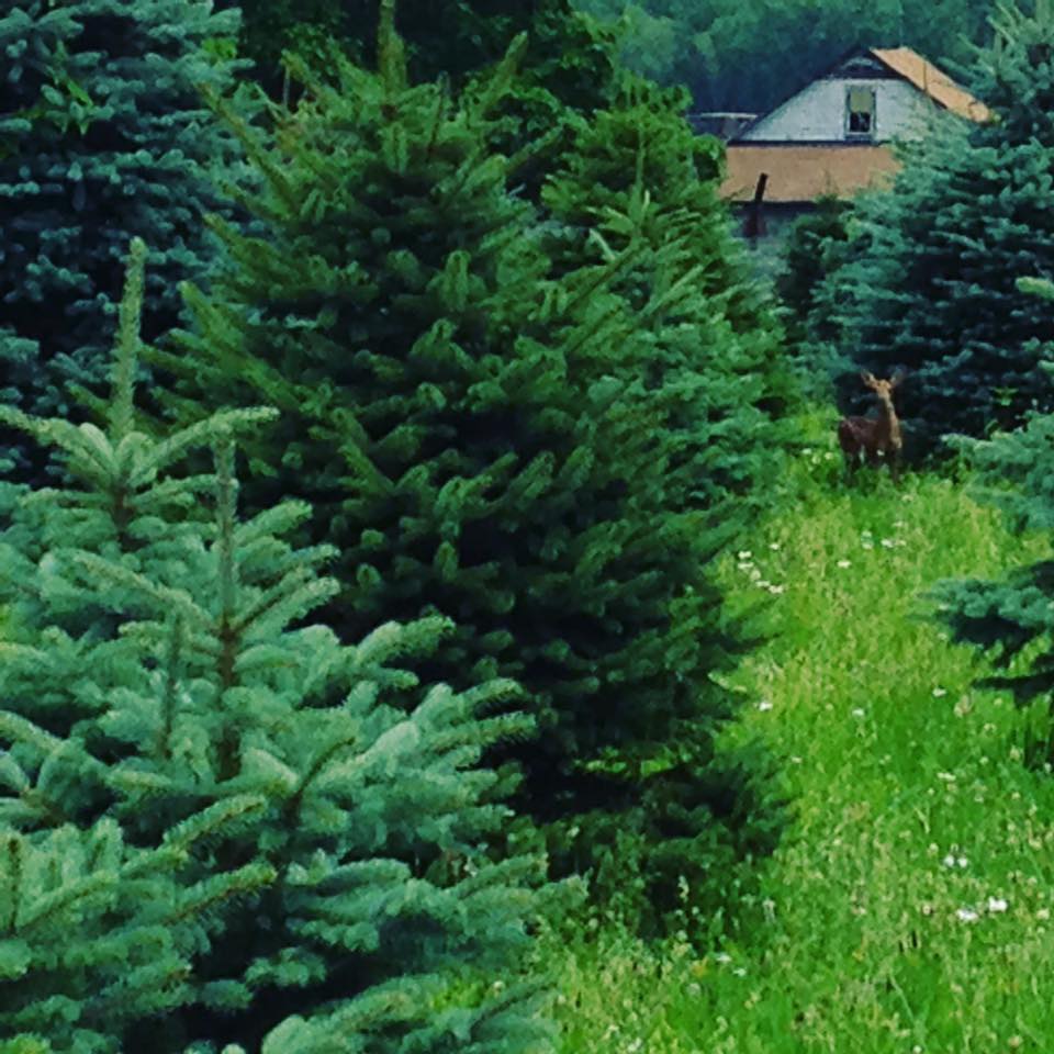 Sunset Christmas Tree Farm Fresh Christmas Trees