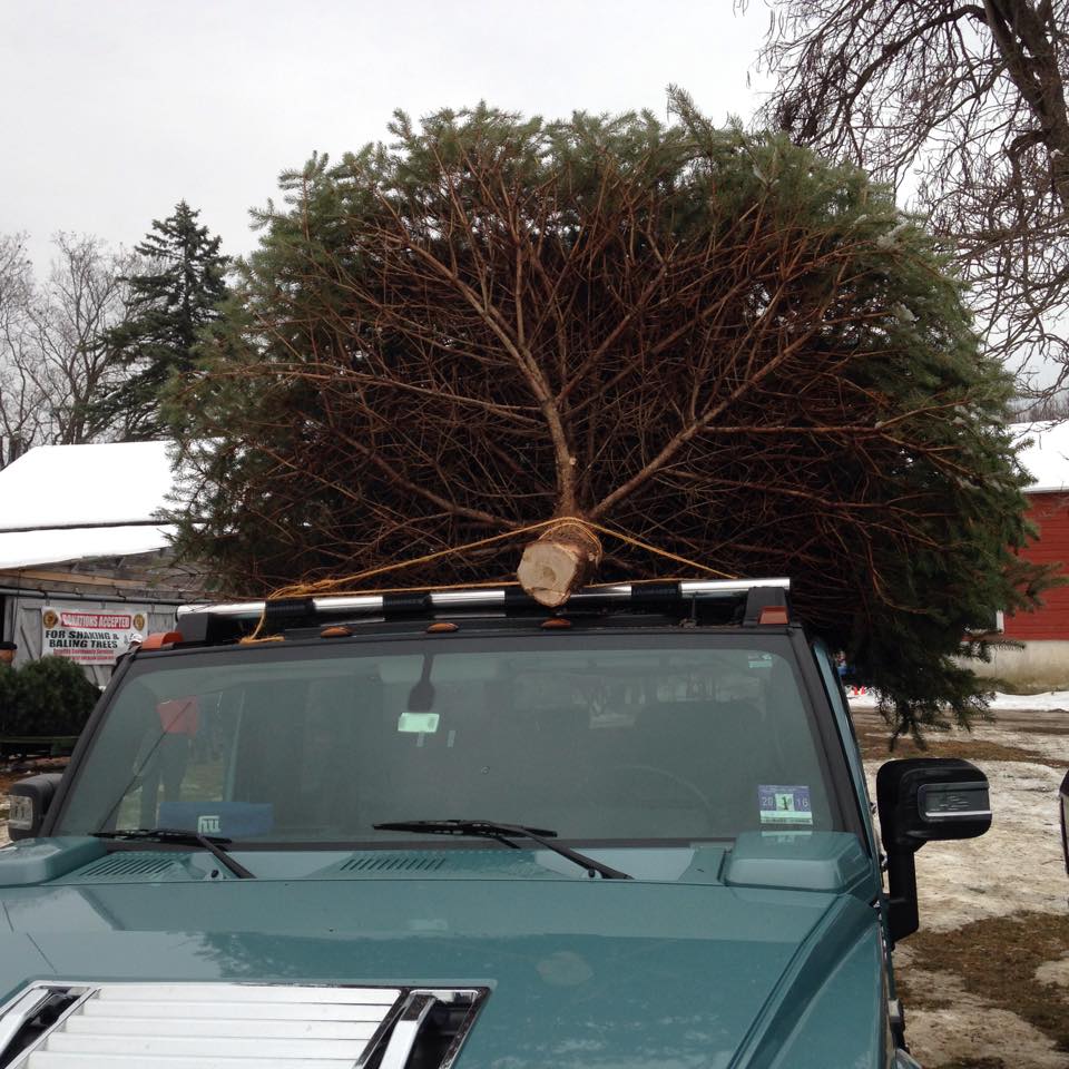 Sunset Christmas Tree Farm Fresh Christmas Trees