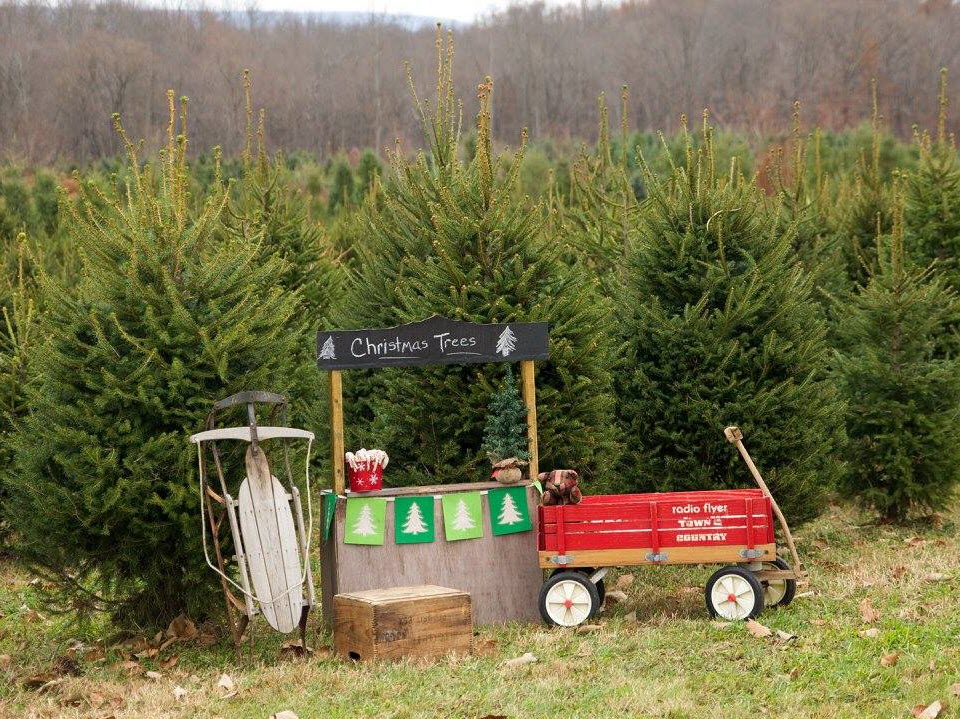 Sunset Christmas Tree Farm Fresh Christmas Trees